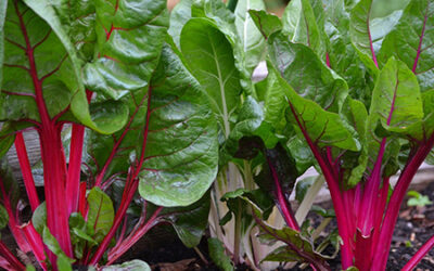 Strengthening and Developing Community-led Food Growing