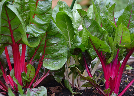 Strengthening and Developing Community-led Food Growing