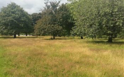 Naturalised Grasslands in Parks and Greenspaces