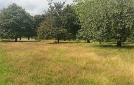 Naturalised Grasslands in Parks and Greenspaces