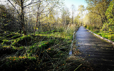 Westmuir Community Woodland – Market of Muir