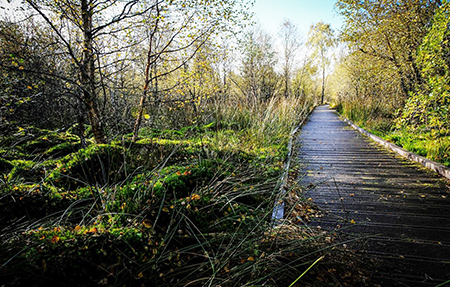 Westmuir Community Woodland – Market of Muir
