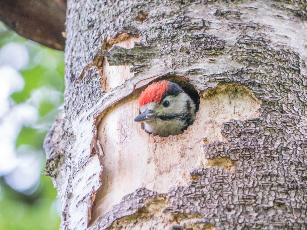 Bird poking its head out of hole in tree