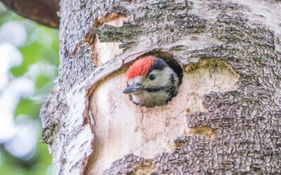 Bamff Wildland: restoring natural processes for climate resilience in Perthshire