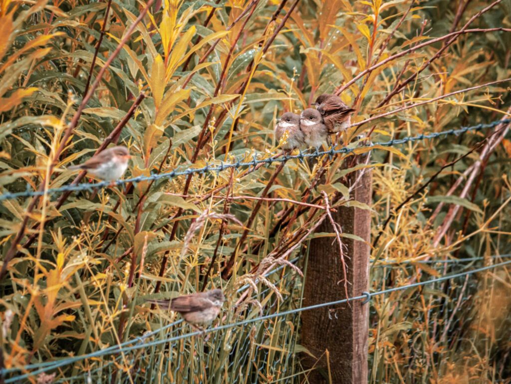 Birds standing on barbed wire on fence