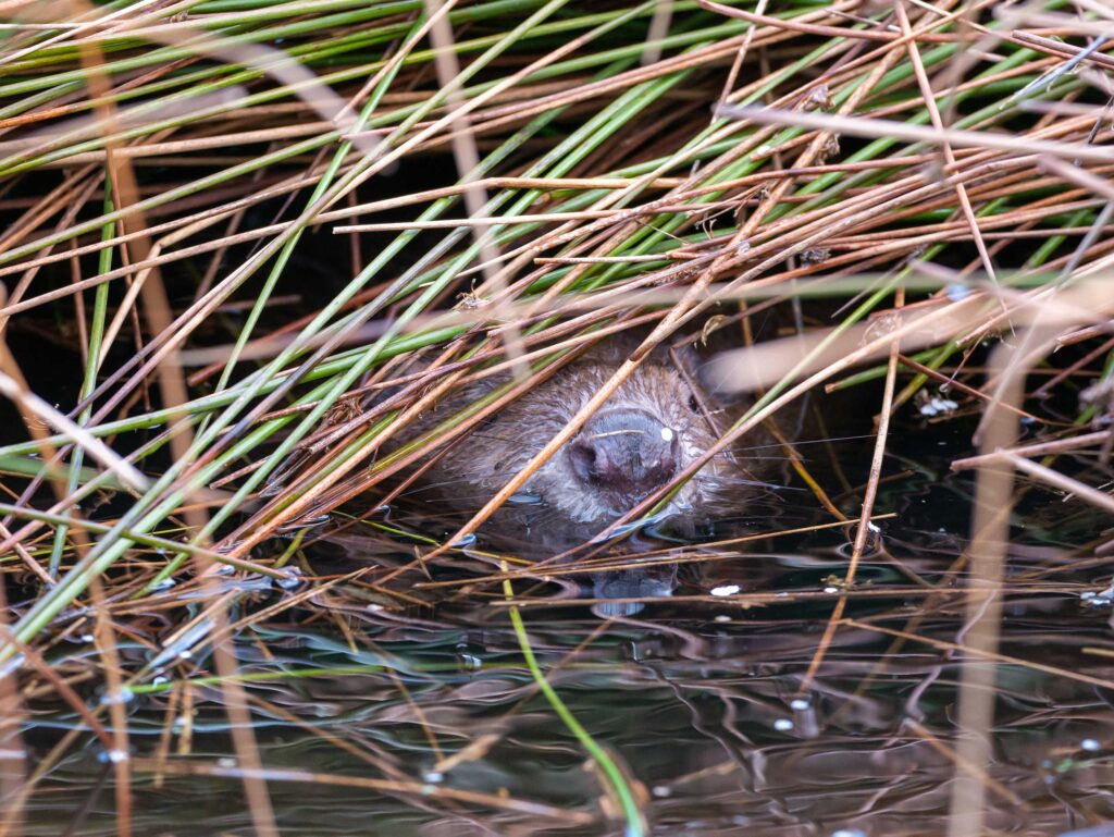 Beaver poking its nose out of the water