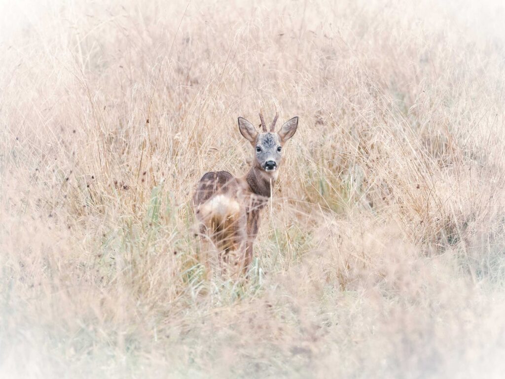Deer in long brown grass looking back at the camera