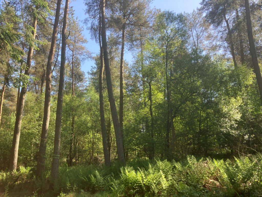 Dronley wood