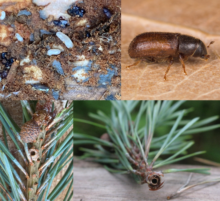 Pests that impact wood